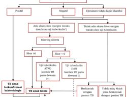 TBC: Patogenesis Dan Pengobatan