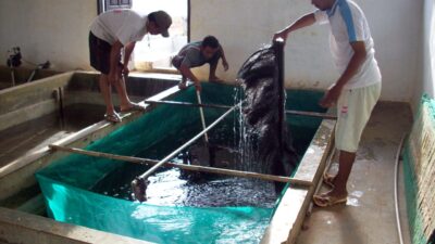 Menerapkan Sistem Pengelolaan Limbah Yang Ramah Lingkungan Dalam Budidaya Ikan