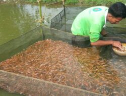 Strategi Meningkatkan Kualitas Benih Ikan Dalam Usaha Pembenihan