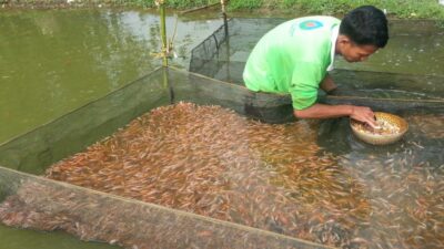 Strategi Meningkatkan Kualitas Benih Ikan Dalam Usaha Pembenihan