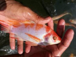 Strategi Meningkatkan Kualitas Benih Ikan Melalui Pemilihan Induk Unggul