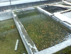 Memulai Usaha Pembenihan Ikan Nila Dengan Fokus Pada Kualitas Bibit
