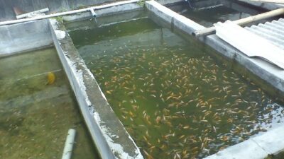 Memulai Usaha Pembenihan Ikan Nila Dengan Fokus Pada Kualitas Bibit