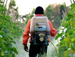 Mengatasi Tantangan Penggunaan Pestisida Dalam Usaha Perikanan