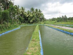 Meningkatkan Efisiensi Pemanenan Pada Tambak Ikan