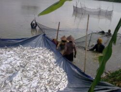 Mengatasi Masalah Pencurian Ikan Di Tambak Budidaya