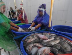 Panduan Memilih Peralatan Pengolahan Ikan Yang Efisien