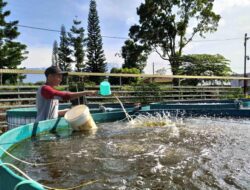 Mengoptimalkan Kualitas Air Pada Tambak Ikan Nila