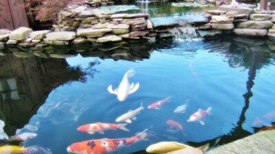 Memahami Peran Kebersihan Kolam Dalam Kesehatan Ikan