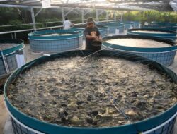 Mengatasi Tantangan Pencemaran Lingkungan Dalam Budidaya Ikan