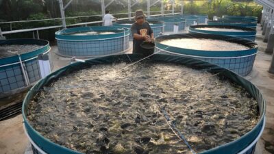 Mengatasi Tantangan Ketersediaan Pakan Ikan Di Musim Kemarau