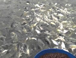 Mengatasi Tantangan Pemeliharaan Kualitas Air Pada Tambak Ikan Patin