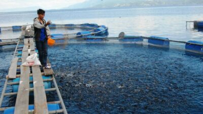 Mengelola Risiko Terkait Kesehatan Ikan Dalam Usaha Budidaya